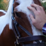 chewy pets a pony